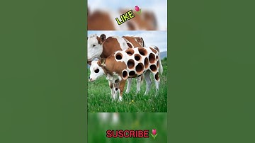 #shorts #aishorts #aivideo #goru #cow #guru #hamba #animals