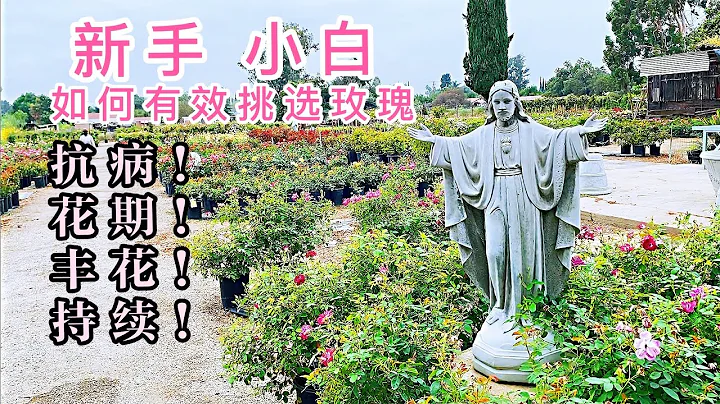 新手挑玫瑰（園藝篇133）老何帶您挑選月季玫瑰！ - 天天要聞