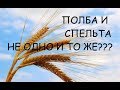 ЧТО ТАКОЕ ПОЛБА И СПЕЛЬТА? Это не одно и то же?