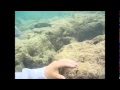 Amazing world under the sea hawaii honolulu 2014
