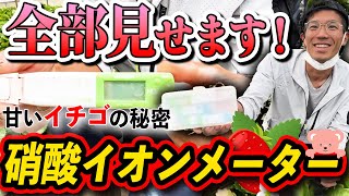 甘いいちごを作るコツ！硝酸イオンメーターを使って味をコントロールする