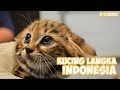 5 Kucing Hutan Indonesia yang Terancam Punah - Kucing Langka
