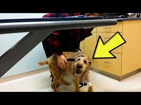 Video: Zal mijn hond blind worden als hij staar heeft?