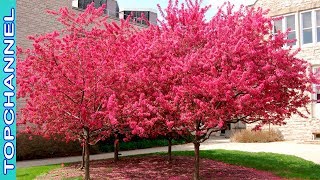 4 Hermosos arboles de Cercis