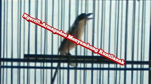 Cendet Full Isian Materi Armagedon dan Kuntilanak.