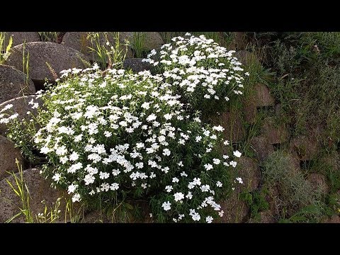 Iberis Sempervirens (medicinal plant)