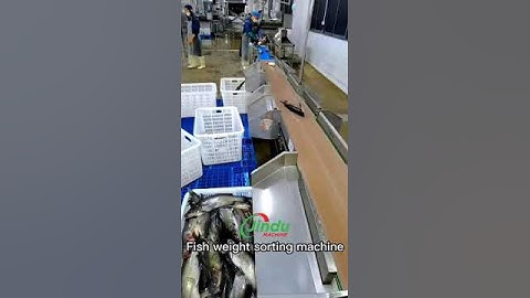 food fish squid oyster seafood weight weighing sorting machine #food #seafood #machine #equipment