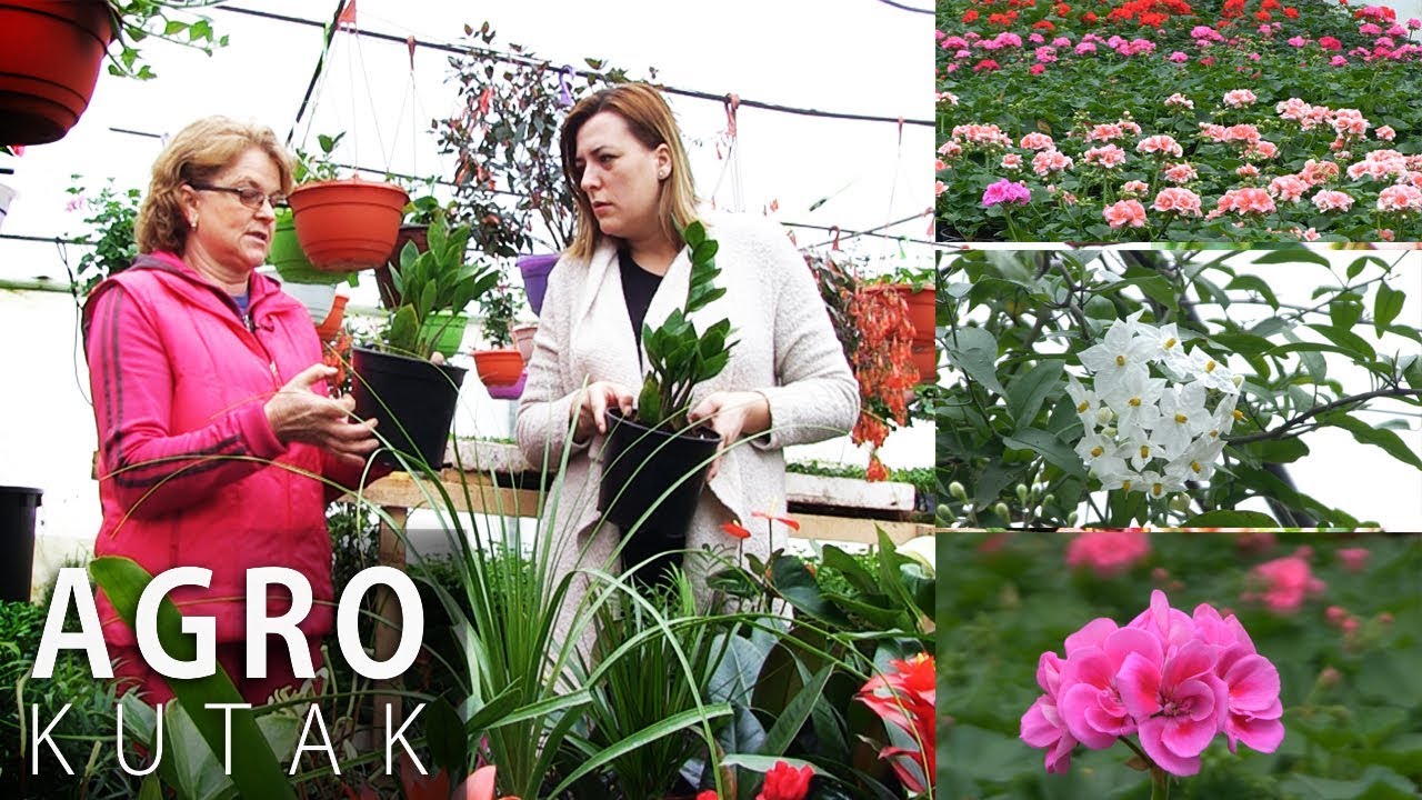 Agro kutak - Uzgoj i njega kućnog i vanjskog cvijeća - 13.03.2018.