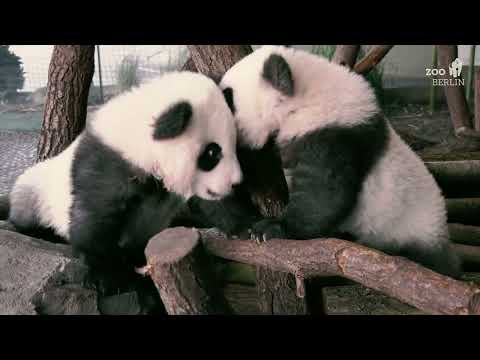 Rückblick der Pandas Pit und Paule im Zoo Berlin - Panda review at Zoo Berlin