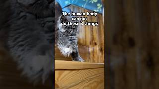 You cannot do these THREE THINGS 🙀#cat #shorts #youtubeshorts #pets #love #trending #viral #cutecat