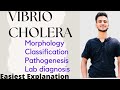 Vibrio cholera  vibrio cholera microbiology