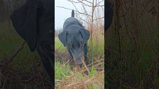 Рубик Ягдтерьер Jagdterrier