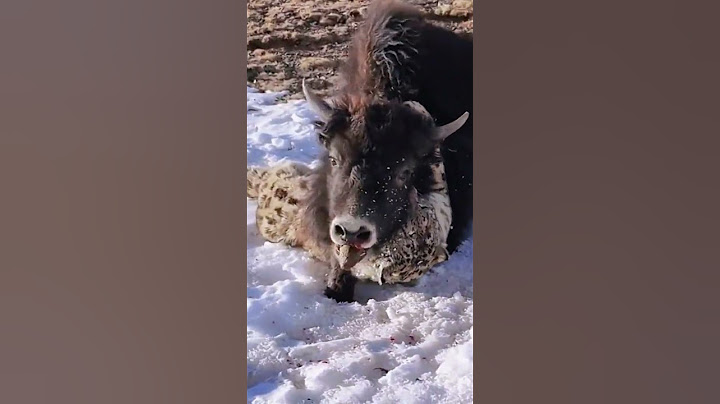 💥高原雪豹猎捕小牦牛 Snow leopard hunting young yak #animal 【跟着图尔去旅行】