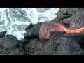 spectacle fantastique à Hawai'i : la lave se jette à la mer !