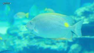 Balıqlar Sakitləşdirici Həzin Musiqi Beautiful Coral Reef Fish Relax Ocean Fish Aquarium Video