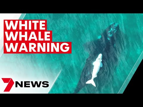 White whale calf spotted heading toward Queensland waters  | 7NEWS