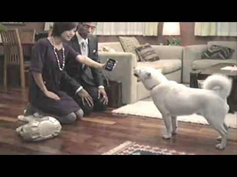 ケース タレント デットストック Zippo 北海道犬 Kai Kun 坂本カイ お父さん 保証書 08年製 Cm Softbank Revistasobrado Com Br