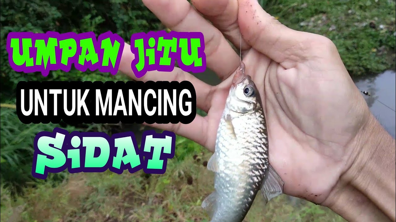 Mancing ikan mas KW untuk umpan najur Sidat