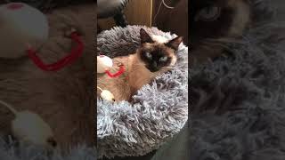 Princess Sissi-Ontspannen tijd / Relaxing time 02