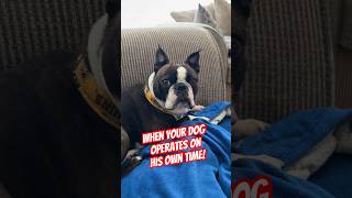 CUTEST BOSTON TERRIER Plays The STUBBORN Game! #stubborn #bostonterrier #shorts