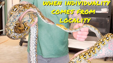 Reticulated Python Localities- What Difference Can They Make?
