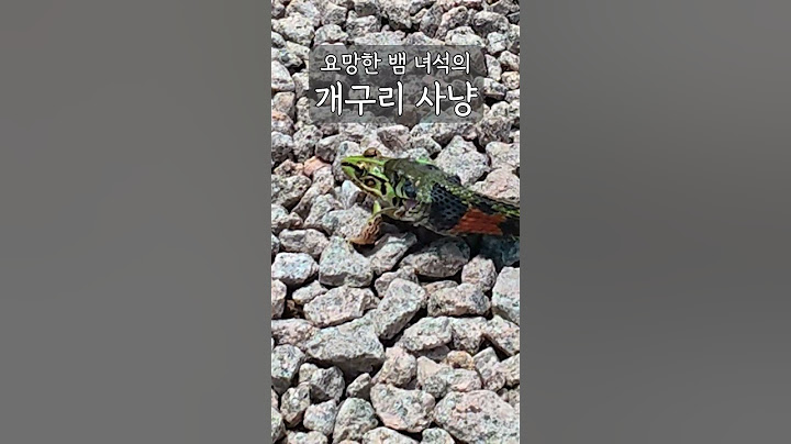 뱀이 개구리를 잡아 먹는 영상