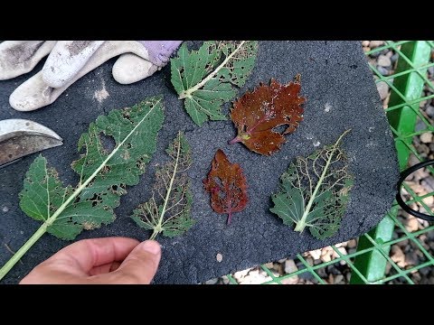 Video: Weeds Against Pests
