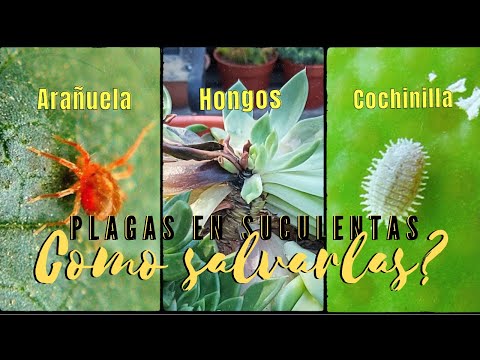 Video: Plagas comunes de las suculentas: lucha contra las plagas de cactus y suculentas