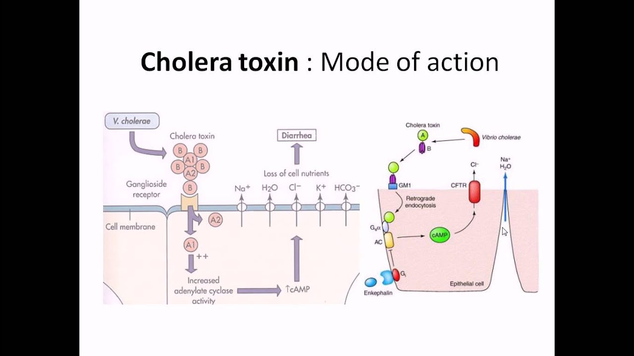 kolera toxin colitis ulcerosa