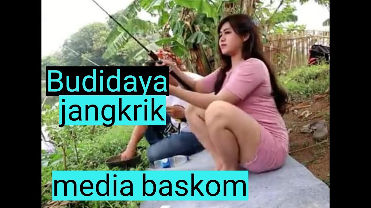 TERNAK JANGKRIK MEDIA BASKOM 