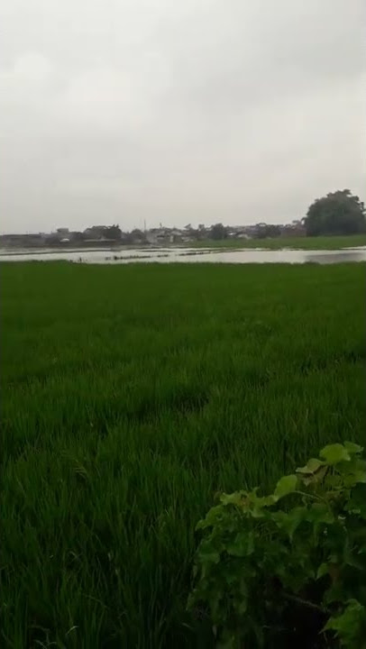 petani merasa merugikan akibat padi mereka terendam banjir,dikarenakan hujan td malam sangat deras.