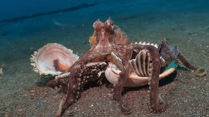 Grand Design - Underwater Edition, The Home Of The Coconut Octopus