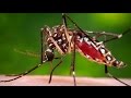Could we rid the world of mosquitoes
