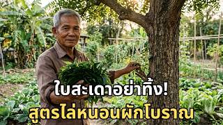 ต้มน้ำใบสะเดาวิธีนี้ ไล่หนอนได้ทั้งฤดู — เคล็ดลับคนสวนเก่า