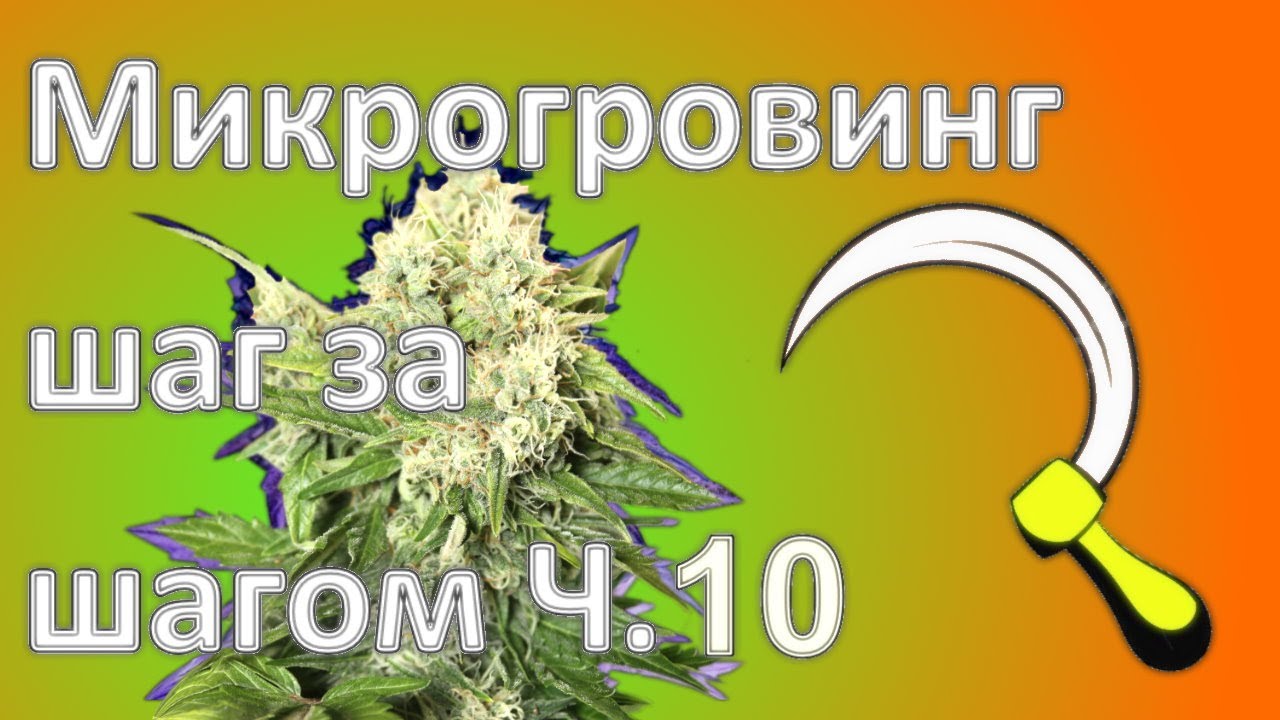 Сбор 10 купить