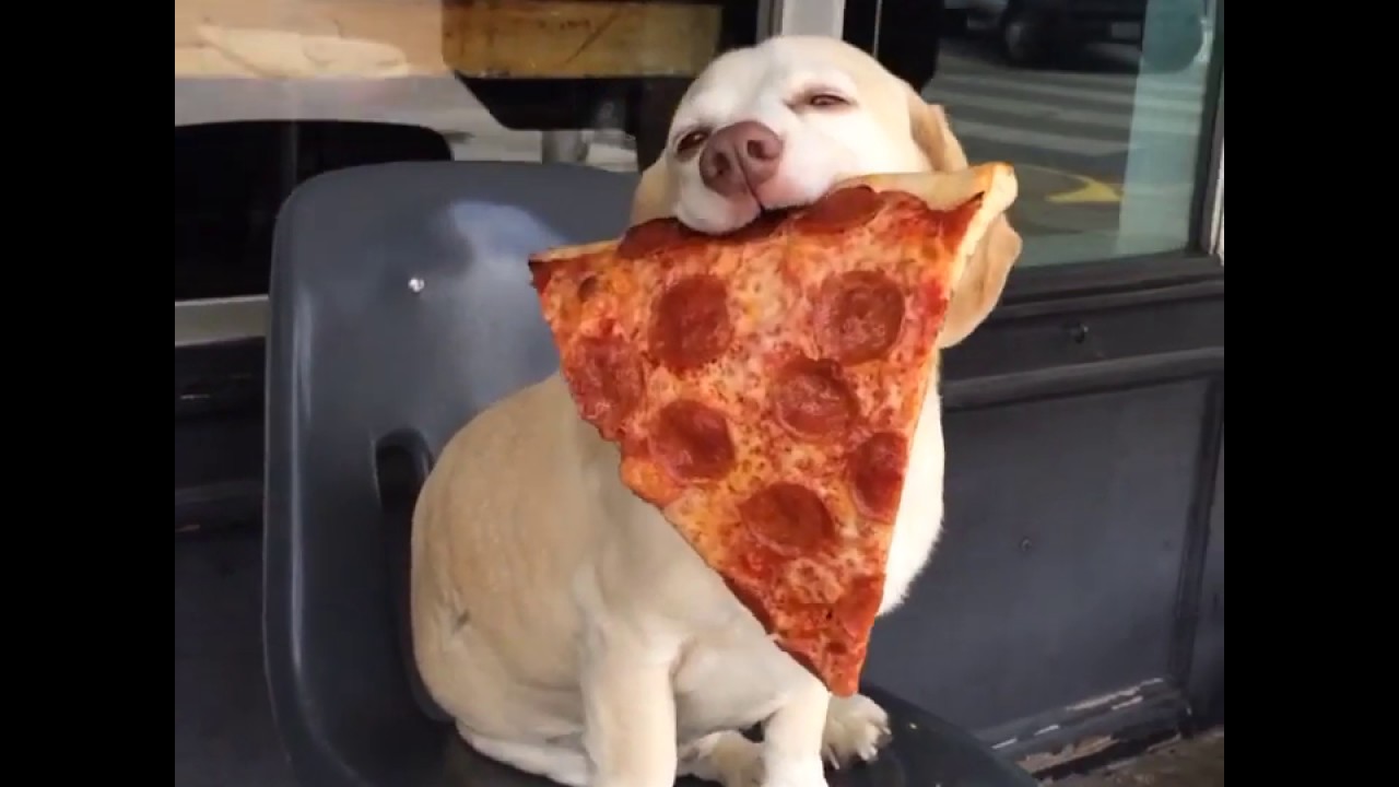 DOG LOVING HIS PIZZA YouTube