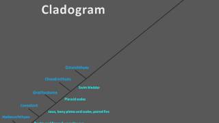 Evolutionary Vertebrate Cladogram