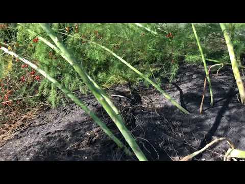 Video: Cara Menyimpan Asparagus Dengan Benar