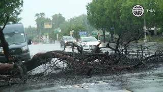 Sherman Oaks Tree Blocking Road