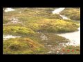 Yakushima (UNESCO/NHK)