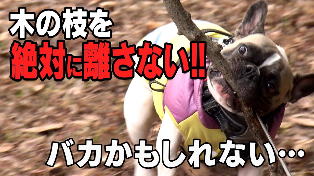 探偵！ナイトスクープ】木の枝をくわえて離さない フレンチブルドッグ 