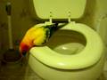 Potty Training A Bird