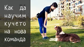 Как да научим кучето на нова команда