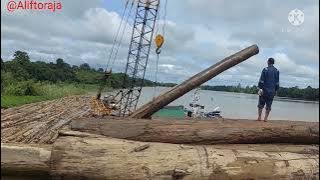 proses muat kayu ke tongkang,kayu asli kalimantan,jenis kayu meranti.
