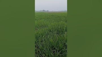 Tillering stage of wheat...