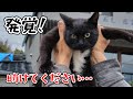 怪我した子猫を病院に連れて行くと驚愕の事実が発覚しました…