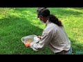 Bringing in the wild rice harvest: A fall tradition