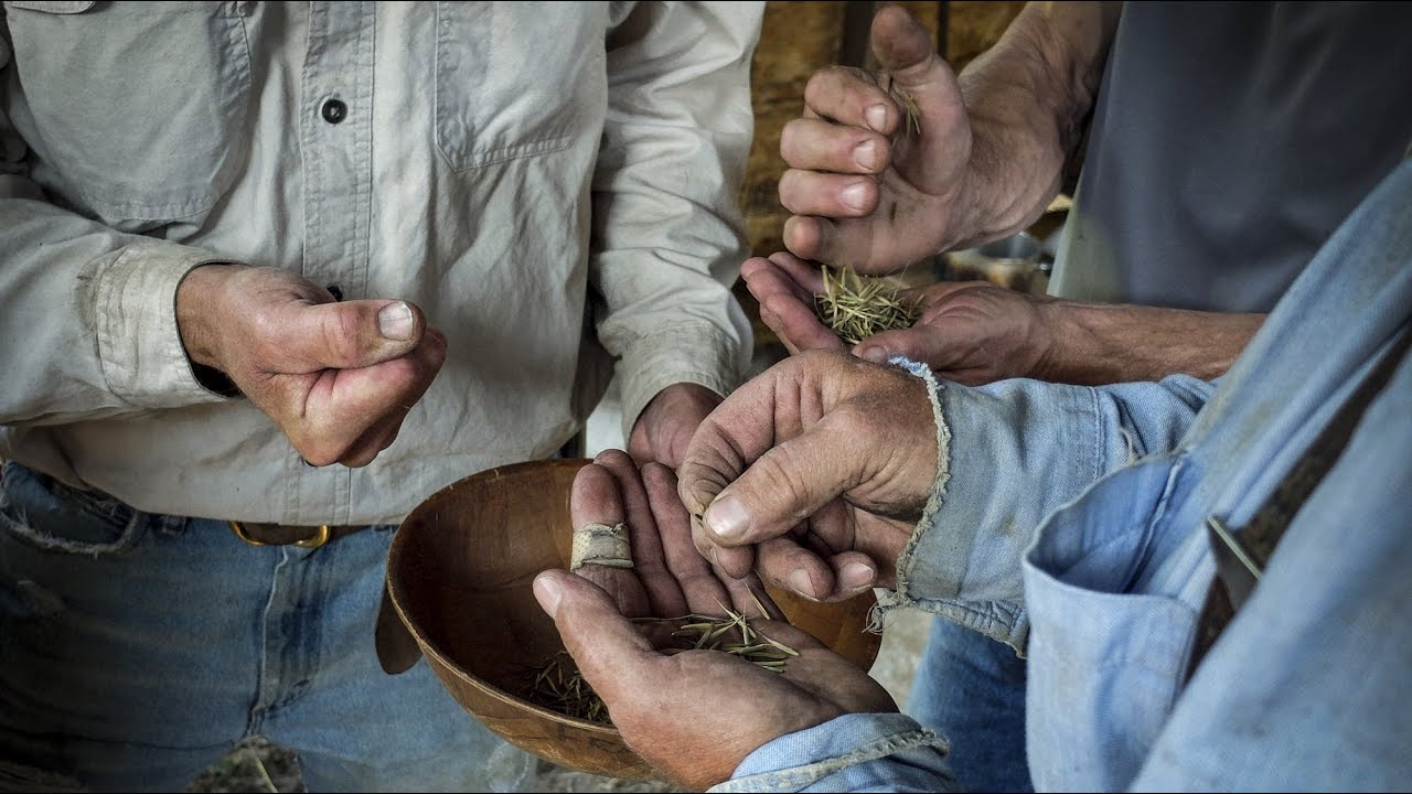 Bringing in the wild rice harvest A fall tradition YouTube