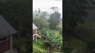 Jamaica Rain Sounds for Sleeping: Rain in Jamaica for Sleep, Meditation to relax #shorts #rainsounds