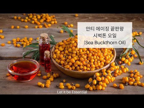 [안티 에이징 세럼] 안티 에이징의 끝판왕?!! 시벅톤(Sea Buckthorn oil)오일과 스킨케어 시작하세요!